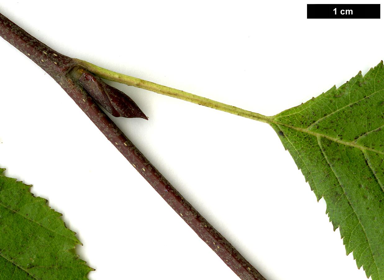 High resolution image: Family: Betulaceae - Genus: Alnus - Taxon: alnobetula - SpeciesSub: subsp. fruticosa